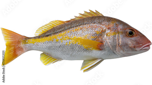 Isolated yellowtail snapper fish with yellow fins and stripes on a black background close up view