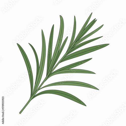 Fresh Tarragon Herb Vector Illustration
