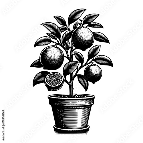  citrus lemon tree in flower pot with lemon black vector icon with transparent background 