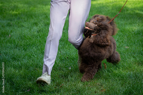 Handler shows a poodle dog at a dog show. A beautiful poodle dog poses at a dog show.