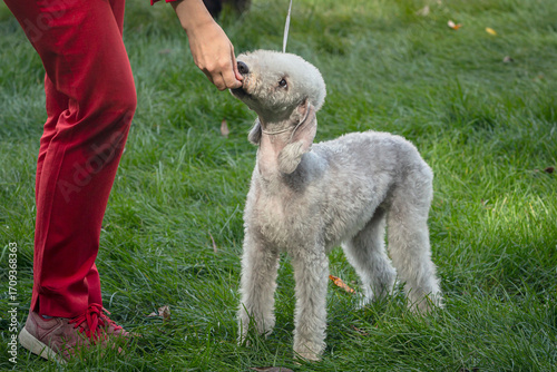 A beautiful Bedlington Terrier poses at a dog show