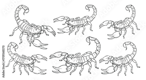 Detailed scorpion illustrations perfect for tattoo designs, educational materials, and graphic projects