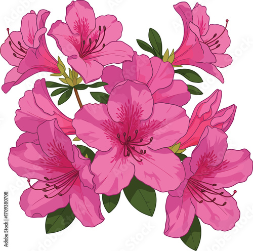 Vibrant Pink Azalea Flowers Blooming in Spring Garden
