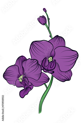 Hand drawn purple Phalaenopsis orchid flower vector illustration