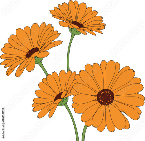 Bright Orange Marigold Flowers Blooming in Summer Garden