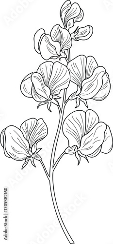 A Delicate Sweet Pea Flower Branch Illustration in Black and White