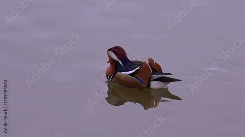 Mandarin duck, Aix galericulata floats on a pond.