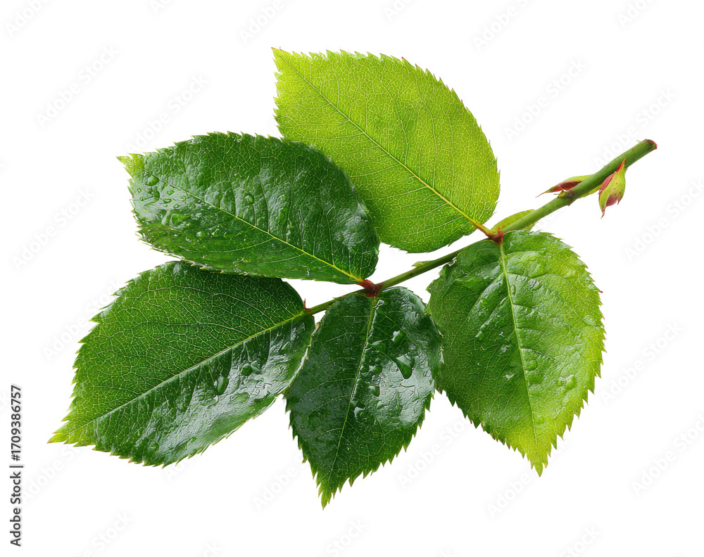 Fototapeta premium Vibrant green leaves nature botanical outdoors isolated on transparent background