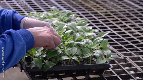 Close-up of woman's farmer hands checking growing young plant in the seedbed.
