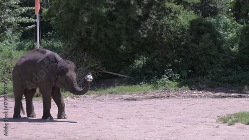 Elephant playting football in front of tourists at Chiang Mai, Thailand.
