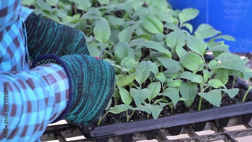 Close-up of woman's farmer hands checking growing young plant in the seedbed.