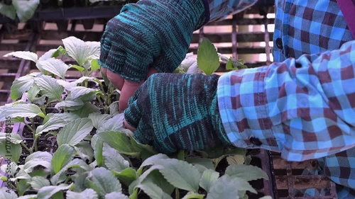 Close-up of woman's farmer hands checking growing young plant in the seedbed.