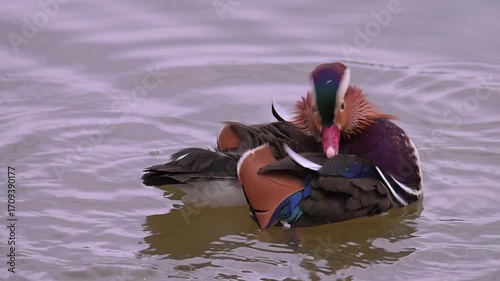 Mandarin duck, Aix galericulata floats on a pond.