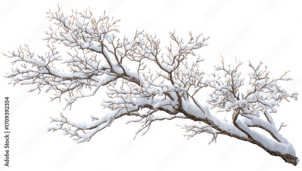 Obraz premium Snow-laden branches reaching out