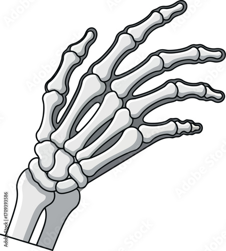 Anatomical human hand skeleton illustration detailed medical science and healthcare concept vector