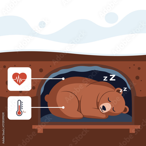 Bear hibernating in its den showing vital signs and temperature changes.