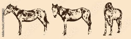 Horses vector illustrations set 