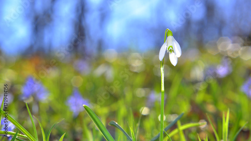 Lonely Galanthus nivalis. Blurred background. Depth of field and bokeh.