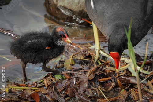 Baby moorhen (Gallinula chloropus) in the lake	