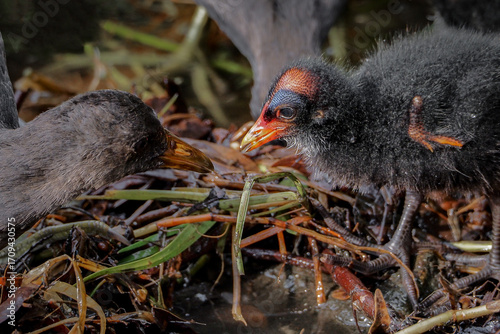 Baby moorhen (Gallinula chloropus) in the lake	