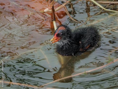 Baby moorhen (Gallinula chloropus) in the lake	