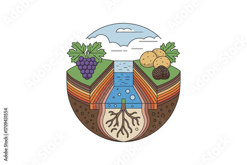 Cross-Sectional View of Underground Crops: Grapes, Potatoes, Truffle, and Roots in Soil, Featuring Water Irrigation System and Clouds in the Sky Illustration
