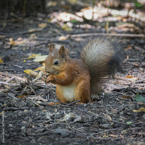 A squirrel sits on the ground in a city park. Close-up