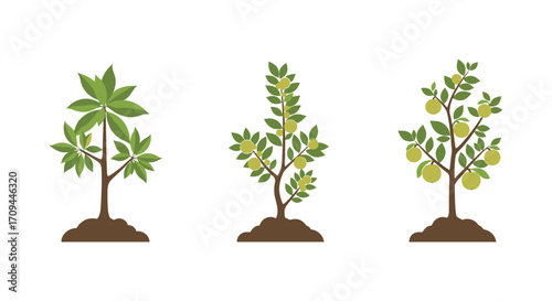 Three distinct fruit trees in various stages of growth and development.