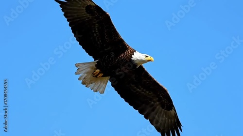 Majestic bald eagle soars powerfully through clear blue sky, symbolizing freedom and strength.