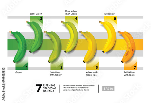 Banana Ripening Stages Vector Infographic – Green to Yellow with Spots