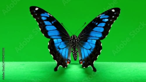 Stunning blue butterfly emerges in vibrant green studio, hinting at transformation and natural beauty in motion.