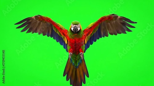 Vibrant macaw parrot with wings spread wide in dynamic flight against a green screen background