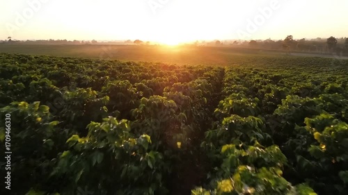 Sunrise over lush coffee plantation, golden light beams through leaves, agricultural dawn beauty