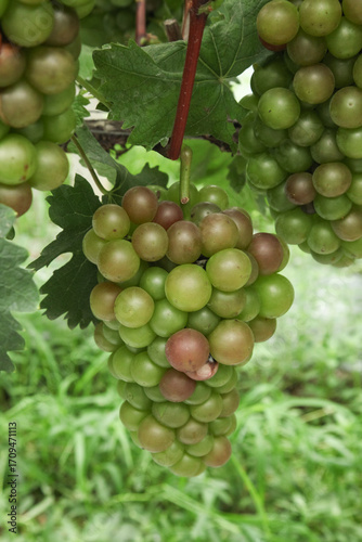 Wallpaper Mural Green grapes ripening on vine in Xinjiang vineyard during harvest season Torontodigital.ca