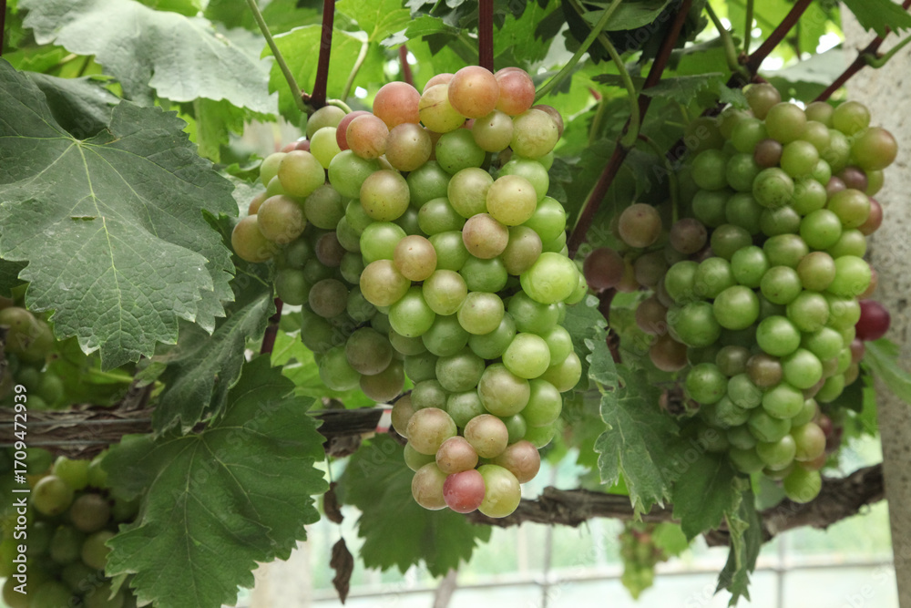 custom made wallpaper toronto digitalFresh Grapes Ripening on Grapevines in Xinjiang Vineyard During Harvest Season