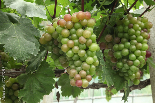 Wallpaper Mural Fresh Grapes Ripening on Grapevines in Xinjiang Vineyard During Harvest Season Torontodigital.ca