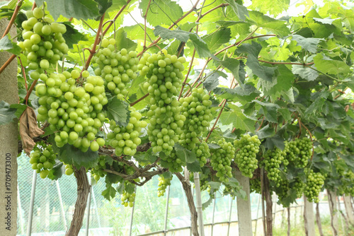 Tableau sur toile Green Grapes Hanging on Vine in Xinjiang Vineyard Ready for Harvest Season
