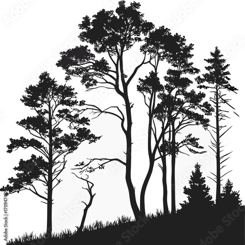 A collection of tree silhouettes on a hill, showcasing various species and shapes, creating a natural and serene landscape, a representation of nature
