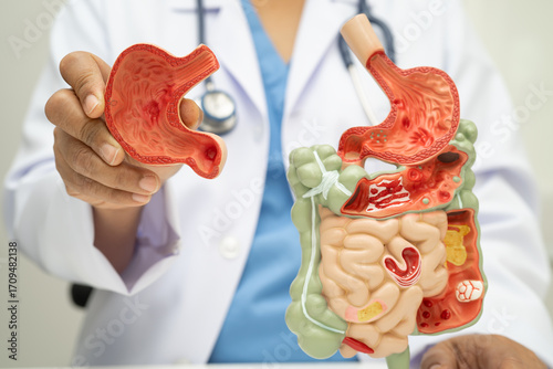 Digestive system with stomach and intestine, Asian doctor holding human anatomy model for study diagnosis and treatment in hospital.