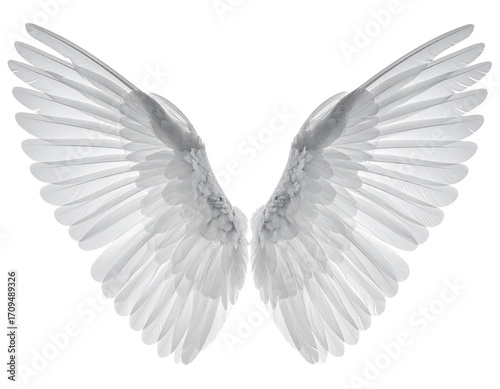 a high quality stock photograph of a single angel wings isolated on a white backgroun 