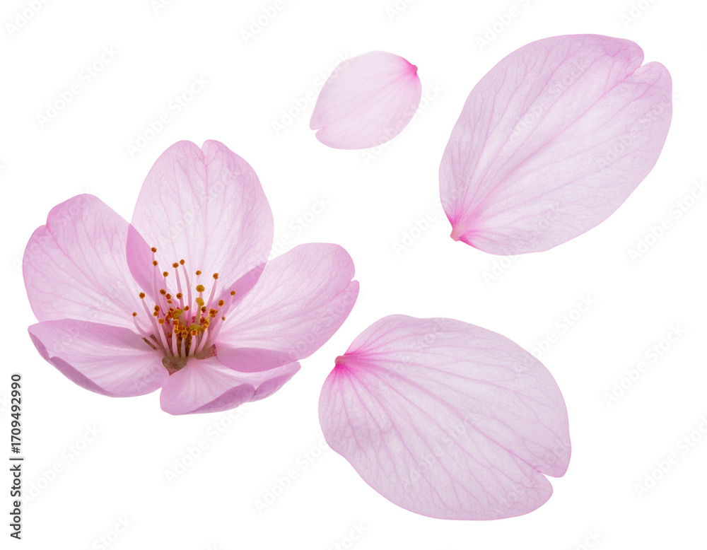 Fototapeta premium elegant cherry blossom petals isolated on a transparent background for design layouts