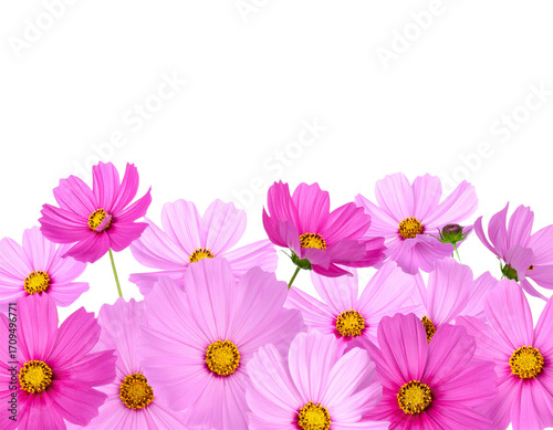  PNG Vibrant pink cosmos flowers arrangement