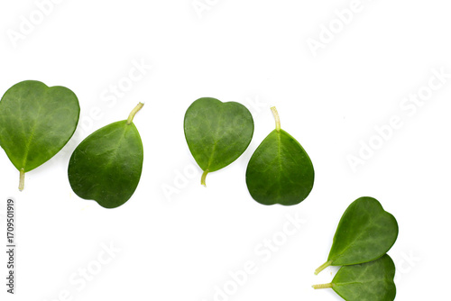 Wallpaper Mural Green leaves of sweetheart hoya plant Torontodigital.ca