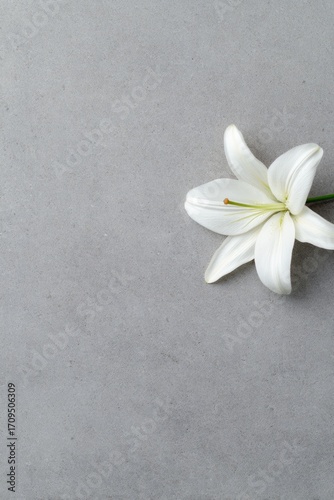 Delicate white lily rests on soft gray surface, symbolizing puri