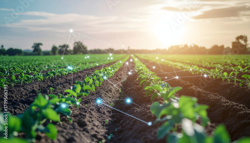Rows of green crops in a field with a digital network overlay and a bright sun in the background