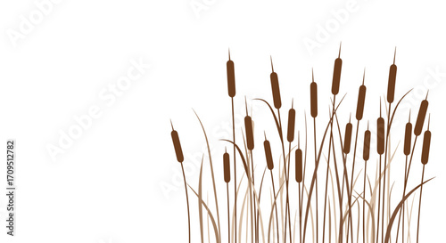 Tall brown cattails growing in a wetland marsh environment.