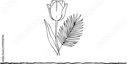Elegant single line art tulip and delicate fern frond botanical design for natural beauty and organic themes
