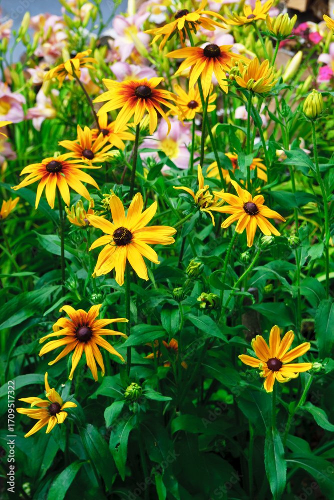 Fototapeta premium Flowering rudbeckia (Latin Rudbeckia) is an herbaceous plant