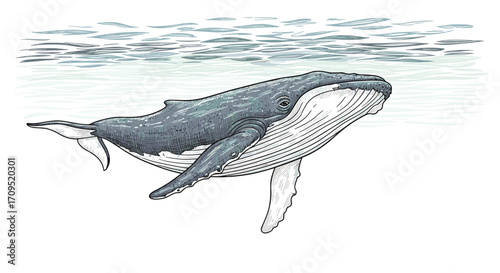 Humpback whale swimming near ocean surface in illustration