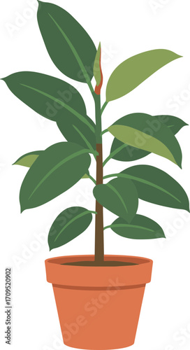 Simple Style Ficus Elastica Plant in Clay Pot Illustration Isolated
